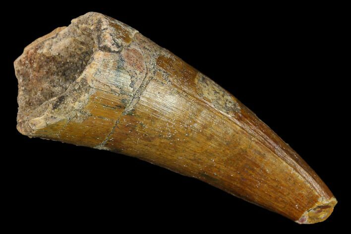 Huge, Cretaceous Fossil Crocodile Tooth - Morocco #140574